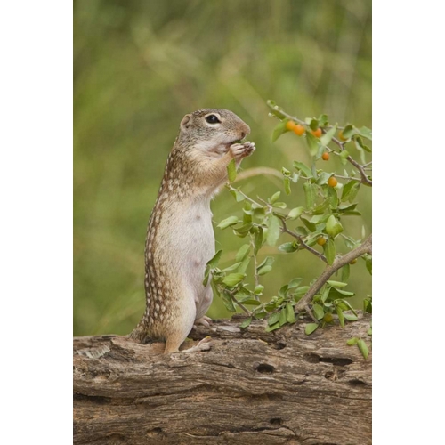 Texas, Mexican ground squirrel eating leaf